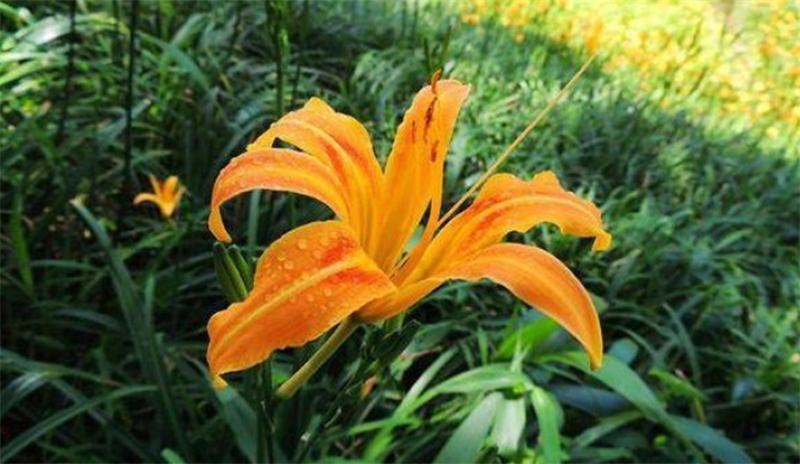 避暑好去處 壩上草原【孤石陽光山谷】(圖11)