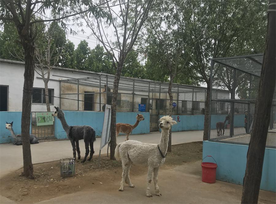 天鵝湖風(fēng)景區(qū)（泰山）速覽！(圖4)
