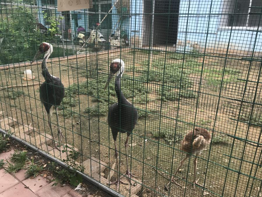 天鵝湖風(fēng)景區(qū)（泰山）速覽！(圖6)