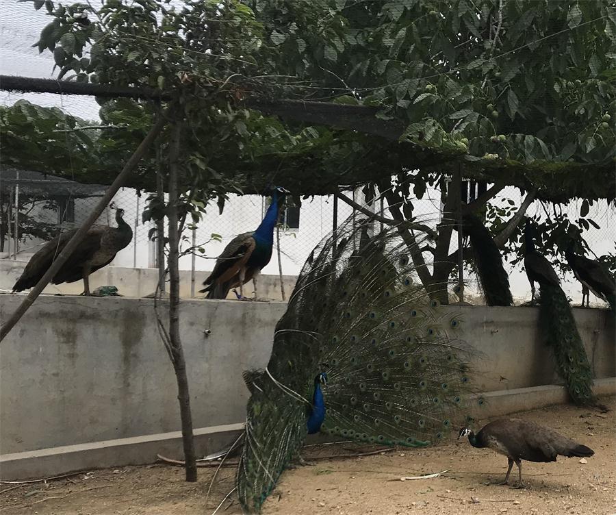 天鵝湖風(fēng)景區(qū)（泰山）速覽！(圖11)