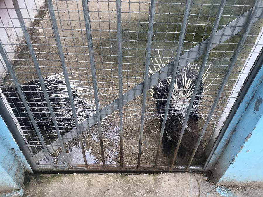 天鵝湖風(fēng)景區(qū)（泰山）速覽！(圖10)