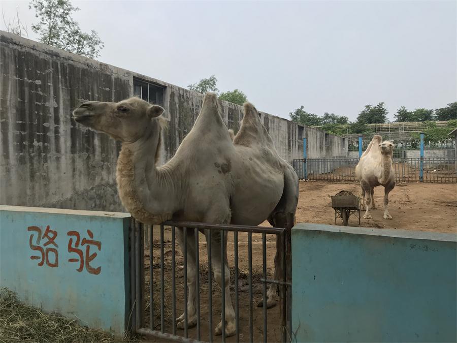 天鵝湖風(fēng)景區(qū)（泰山）速覽！(圖8)