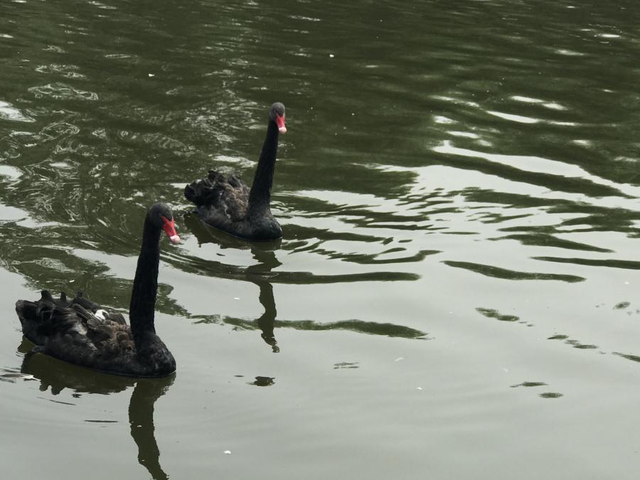 天鵝湖風(fēng)景區(qū)（泰山）速覽！(圖13)