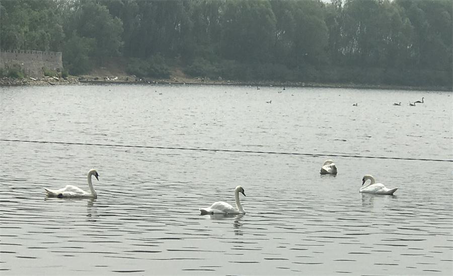 天鵝湖風(fēng)景區(qū)（泰山）速覽！(圖18)