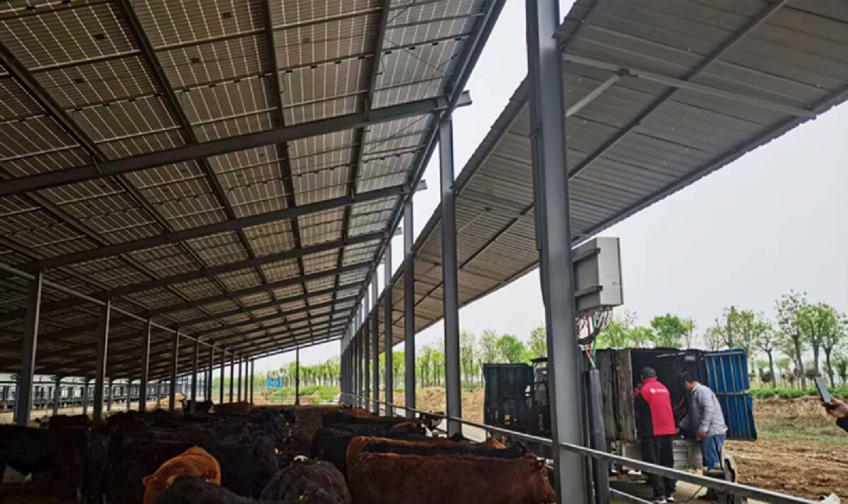 信橋鋼構(gòu)：打卡蒙陰農(nóng)業(yè)溫室大棚、青州黑牛養(yǎng)殖基地！(圖4)